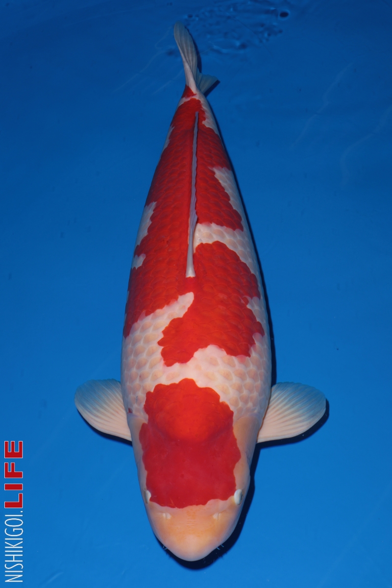 11 year All Japan Koi Show