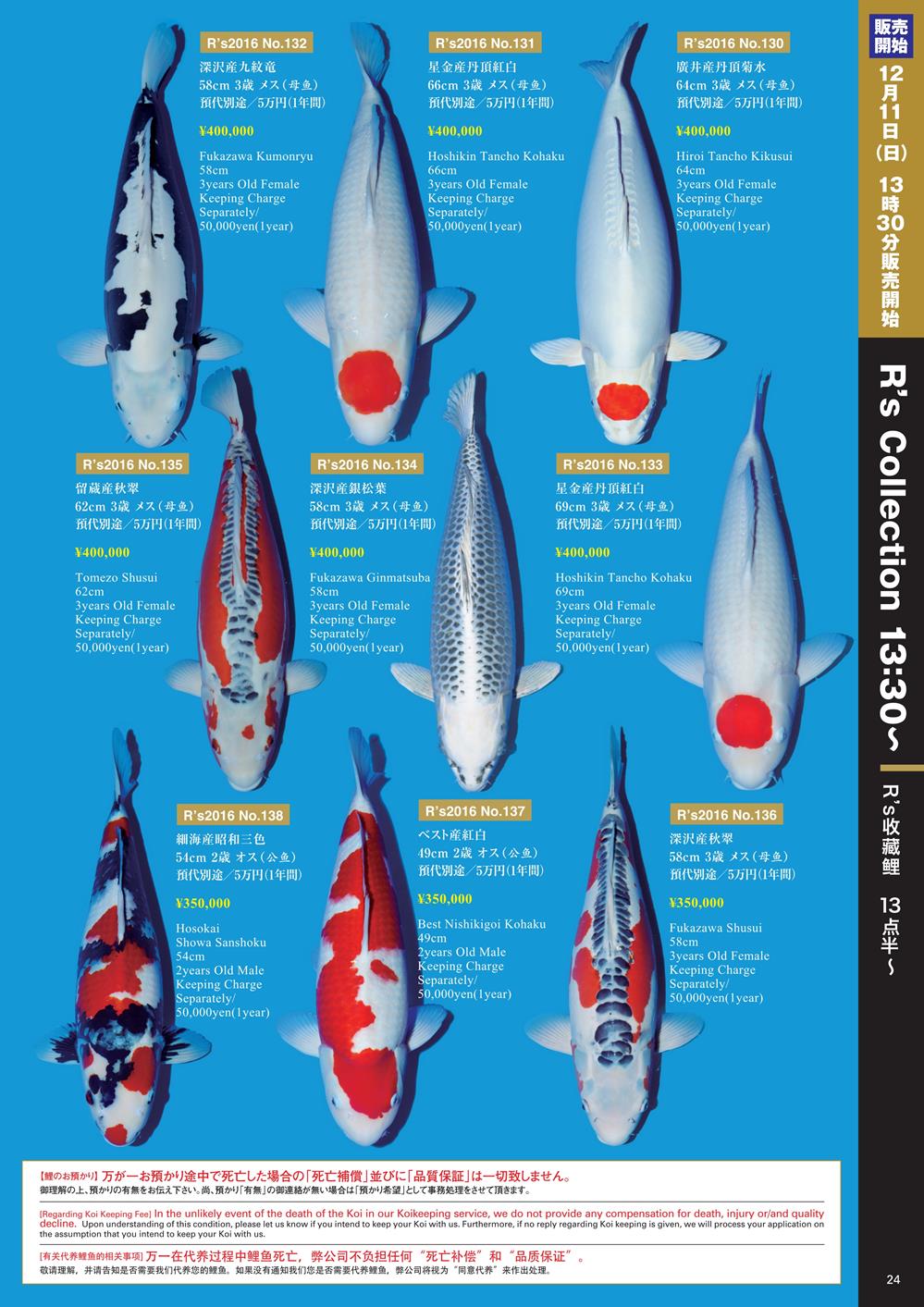 Navi Koi 12