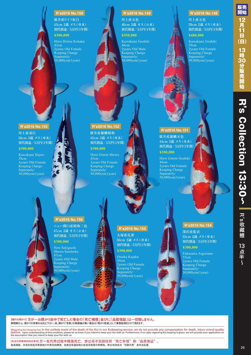 Navi Koi 12