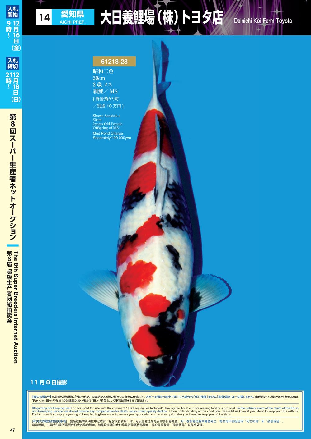 Navi Koi 12
