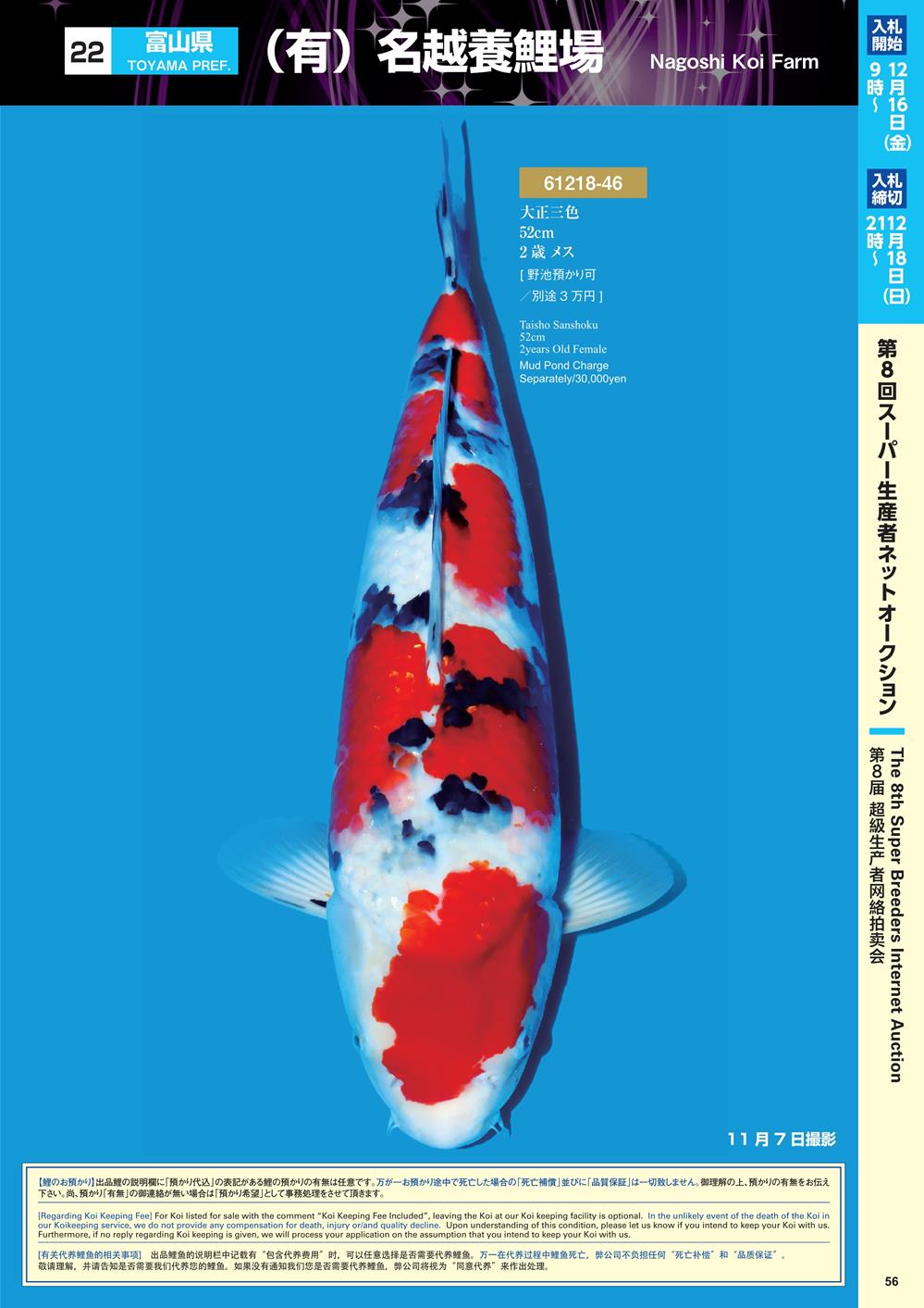 Navi Koi 12