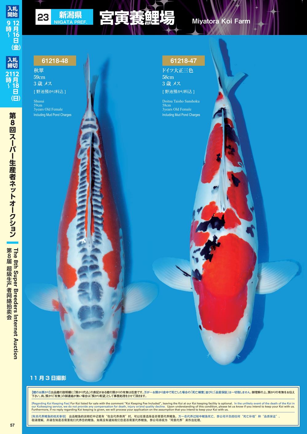 Navi Koi 12