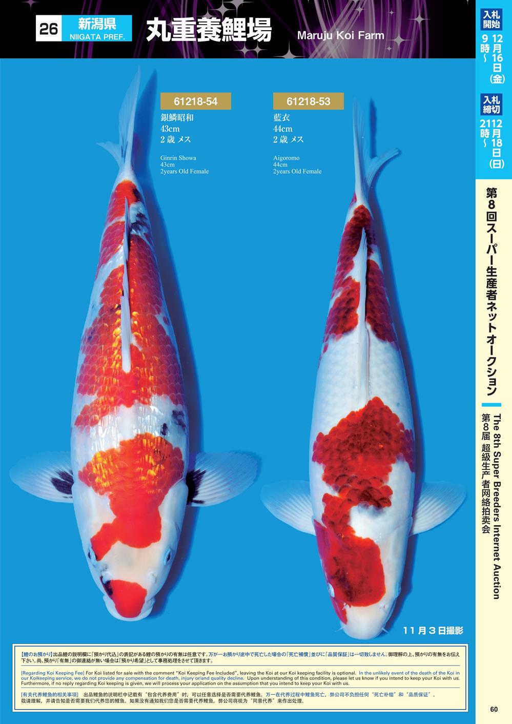 Navi Koi 12