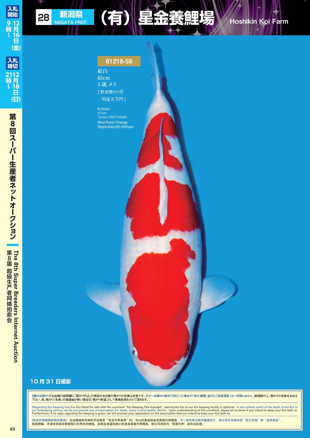 Navi Koi 12