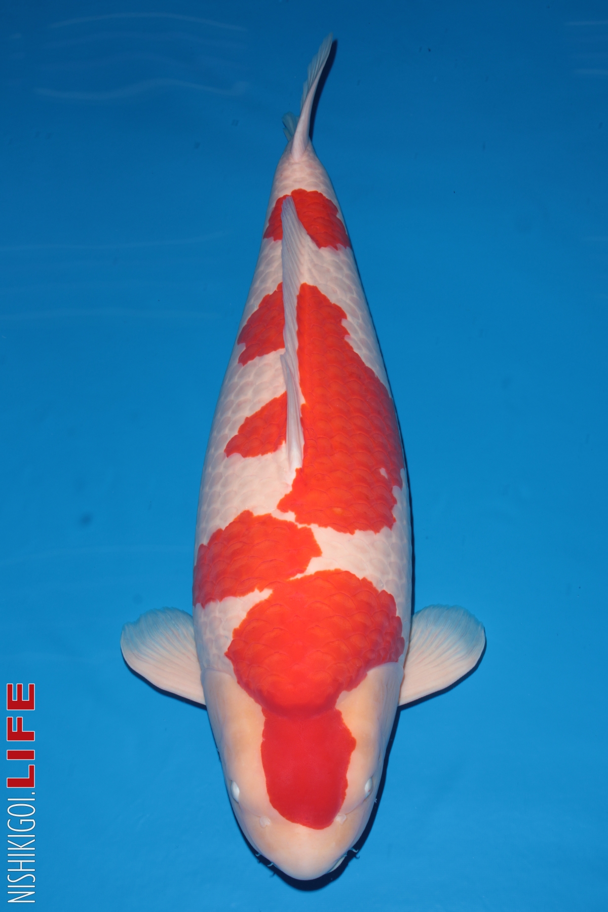 All Japan Koi Show 2018