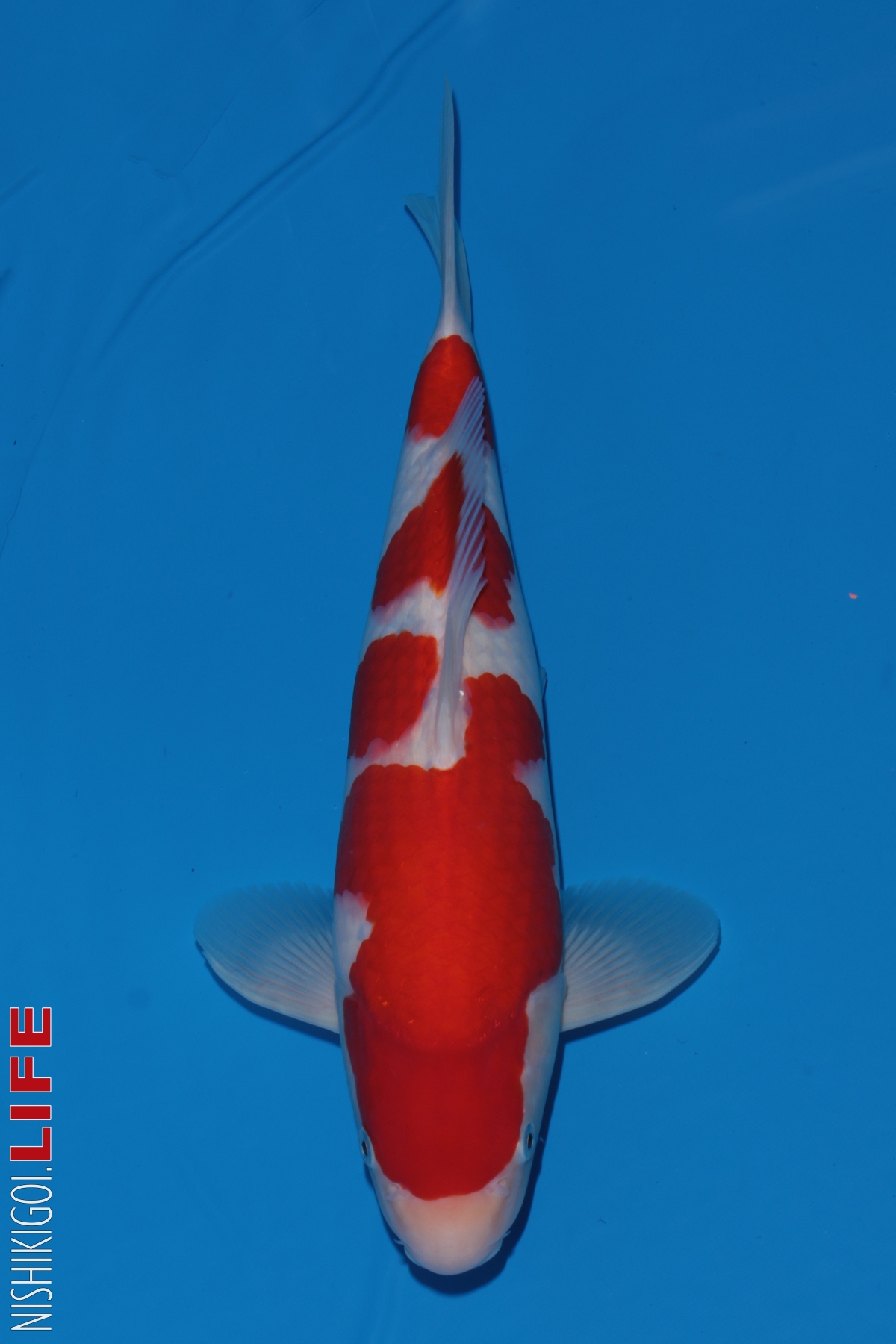 All Japan Koi Show 2018