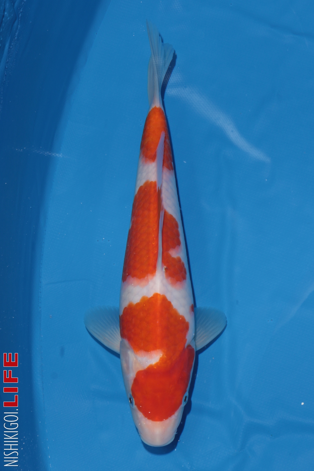 cá koi show