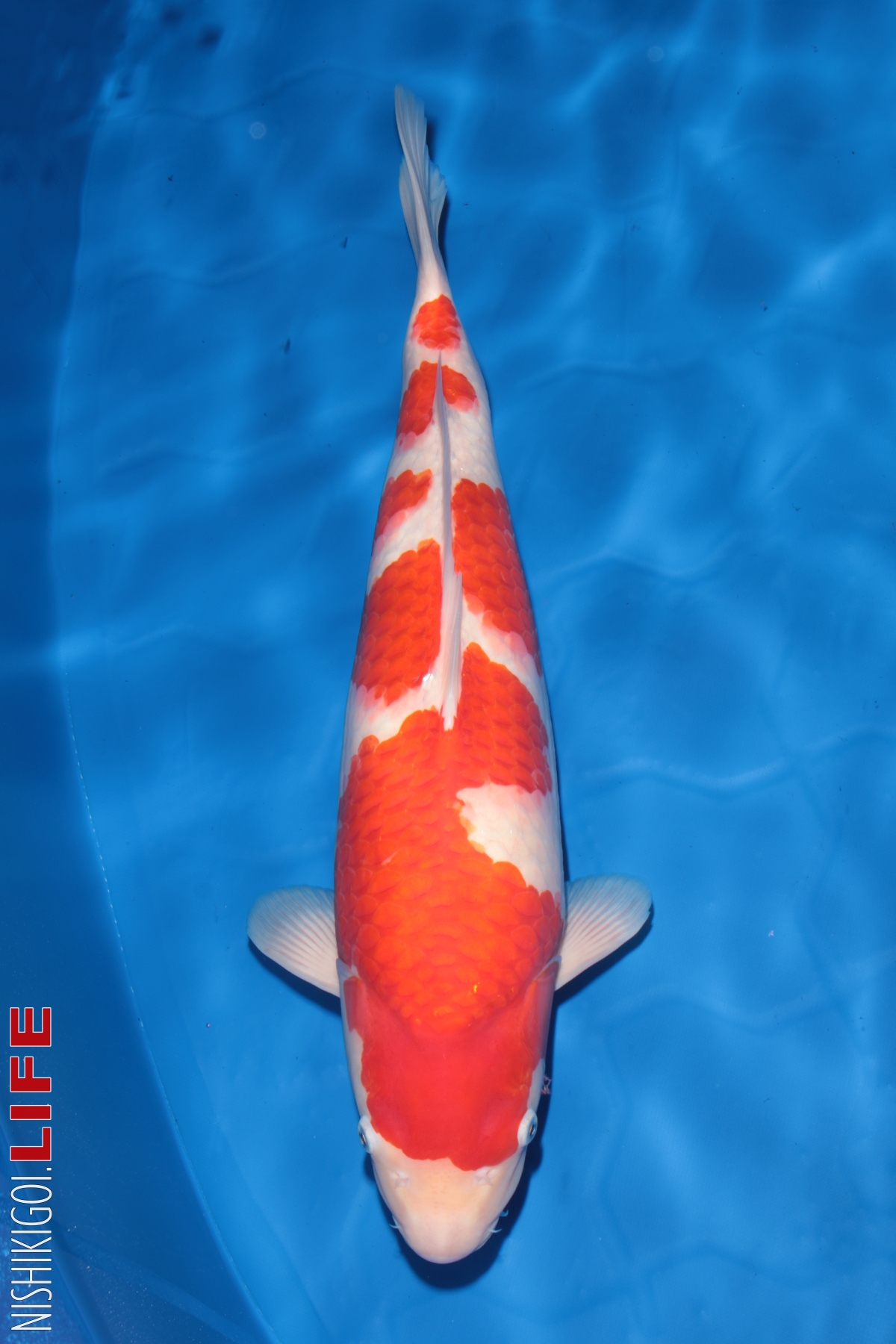 Cá Koi SHow