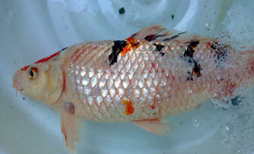 ký sinh trùng đơn bào cá koi