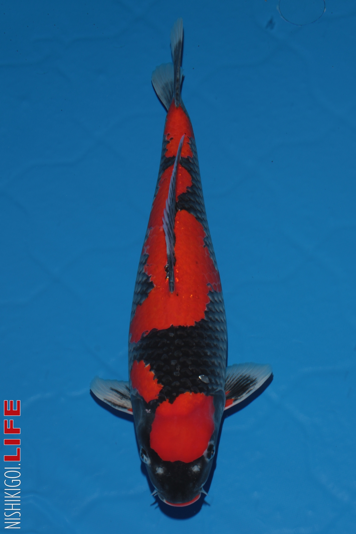 Cá Koi Show