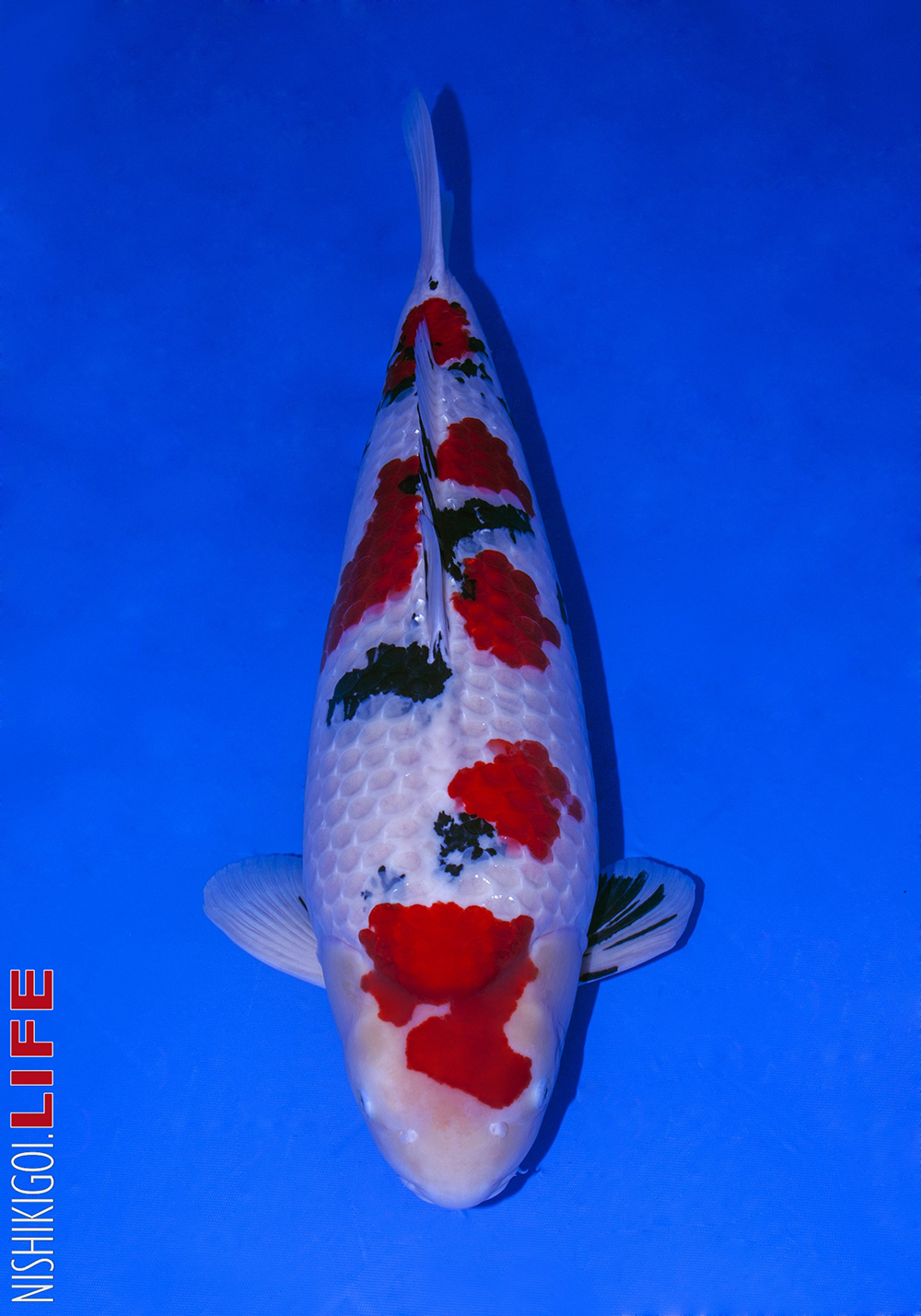 All Indonesia Koi Show 2016