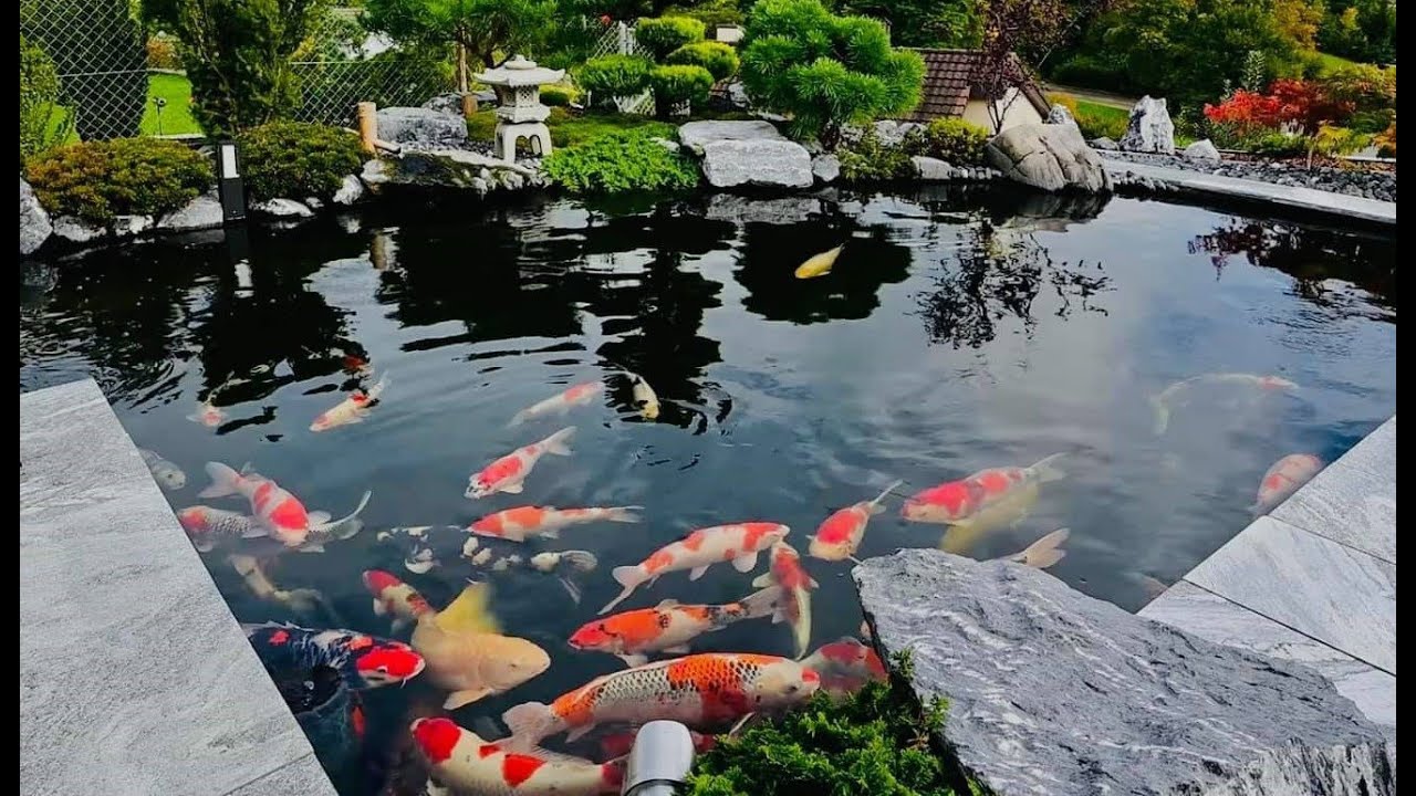Nền Cá Chép Koi Nhật Bản đẹp Và đầy Màu Sắc Vẻ đẹp Người đẹp Nhật Bản Hình  Chụp Và Hình ảnh Để Tải Về Miễn Phí - Pngtree