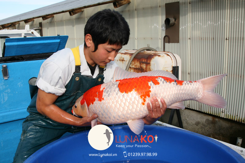 Tuyển Tập Hình Ảnh Cá Koi Khổng Lồ - Luna Koi Farm