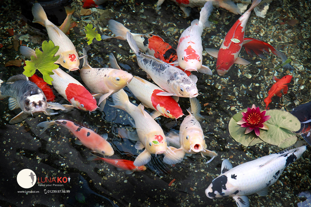 500+ Cá Koi & ảnh Koi miễn phí - Pixabay