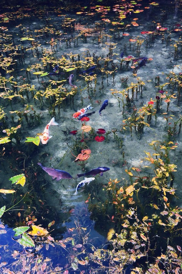 Monet's Koi Pond