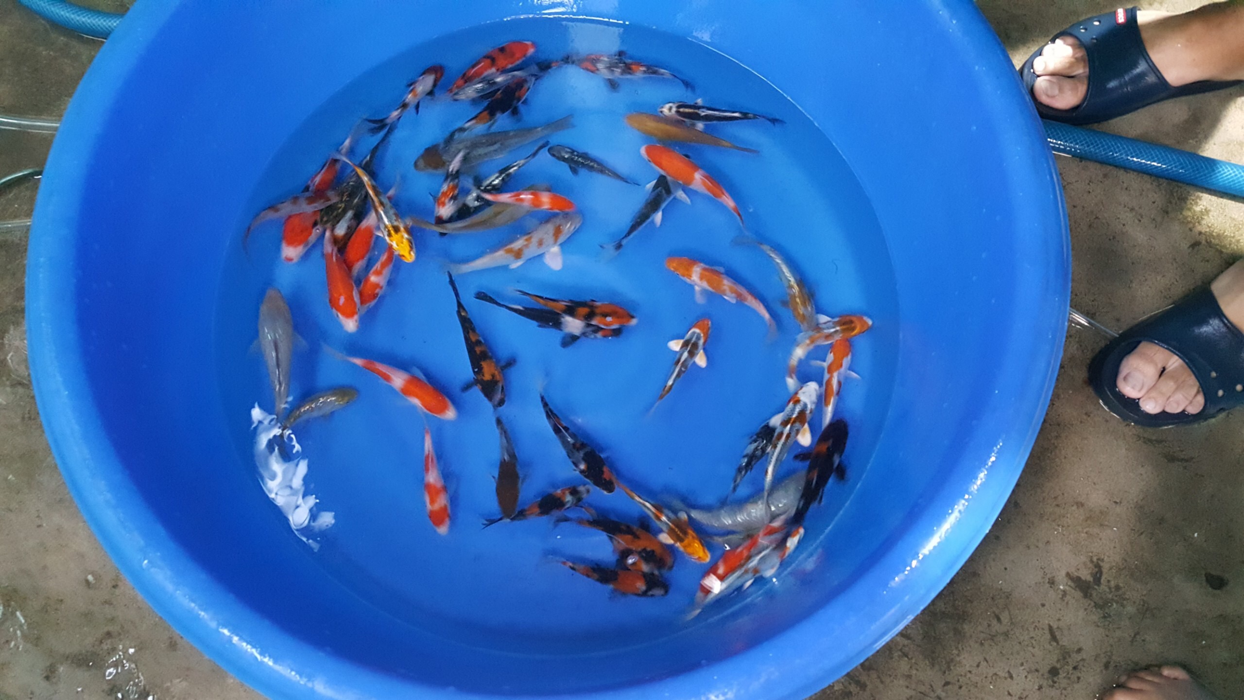 Cá Koi Nhật Nhập Khẩu Mini Tosai - Luna Koi Farm