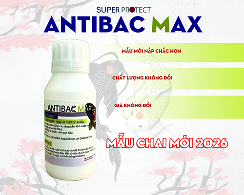Kháng sinh cá cảnh Antibac MAX diệt khuẩn, điều trị bệnh nhiễm khuẩn, lở loét, đục mắt, thối mang cá cảnh, cá Koi