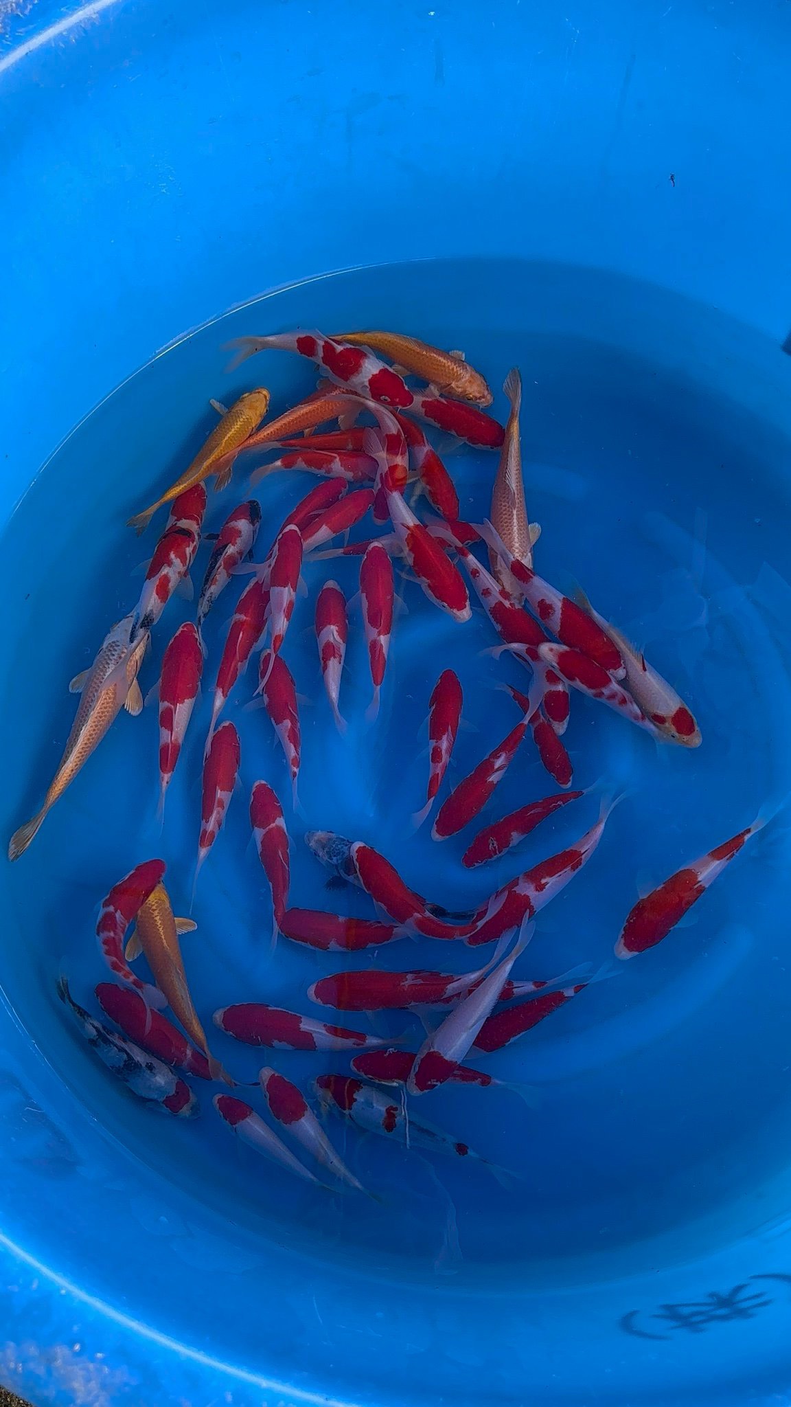 Cá Nhật Tosai mini giá tốt