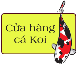 Cá Koi