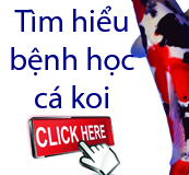 Thuốc Phòng và Trị bệnh Koi