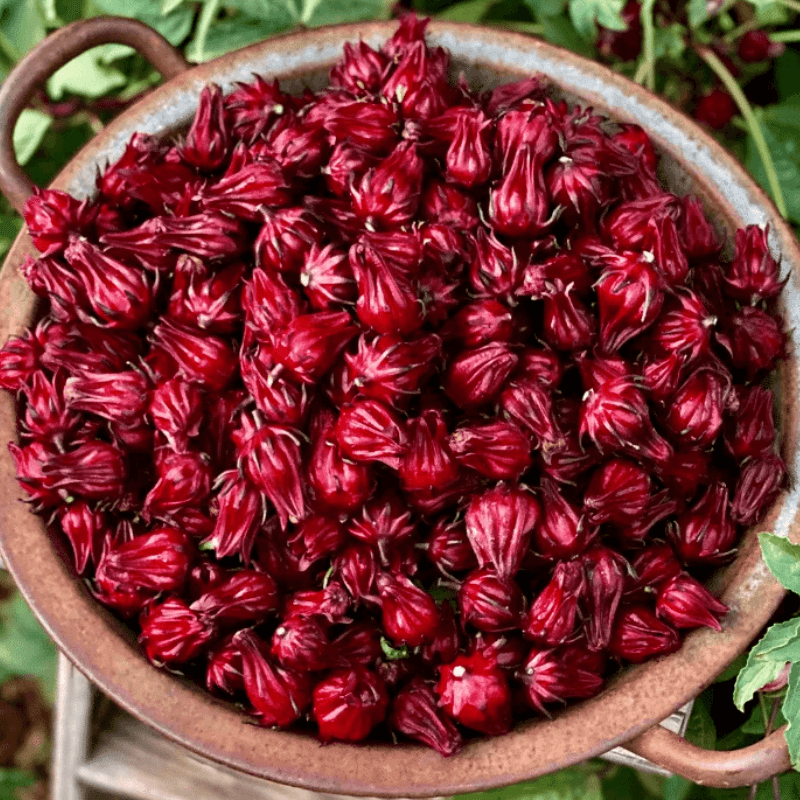Hoa hibicus (atiso đỏ) là gì? Công dụng và cách pha trà thanh nhiệt cơ thể