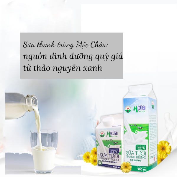 Sữa thanh trùng Mộc Châu: nguồn dinh dưỡng quý giá từ thảo nguyên xanh