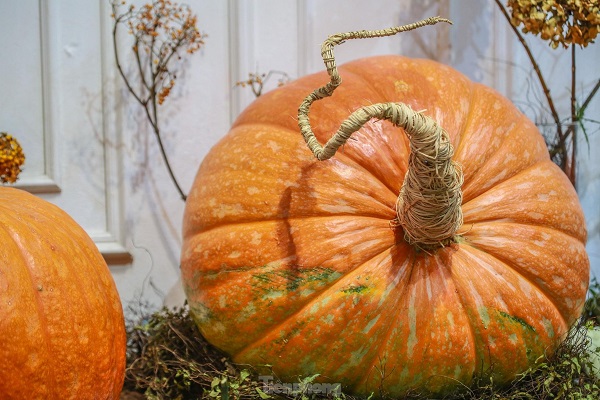 bí ngô khổng lồ làm mưa làm gió mùa halloween năm trước