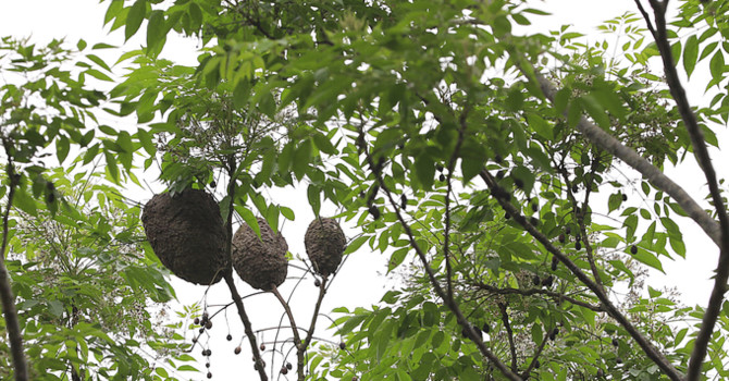 trứng kiến Bắc Giang