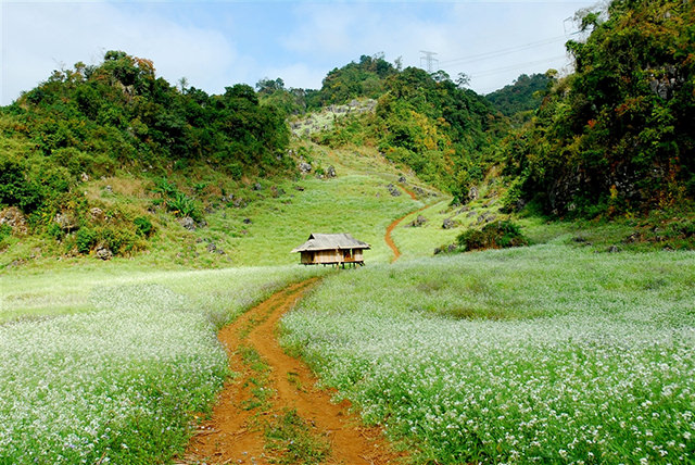 Mùa hoa cải Mộc Châu