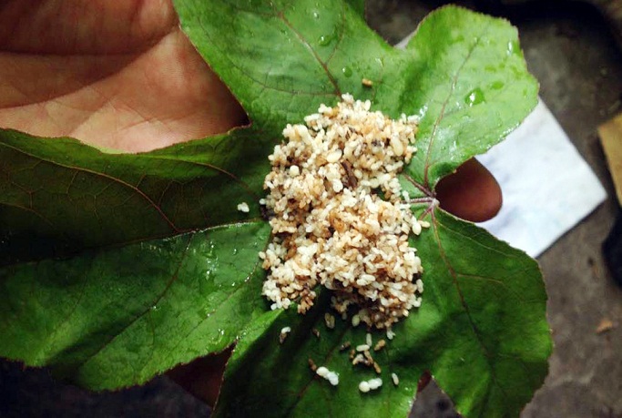 trứng kiến trắng ngà