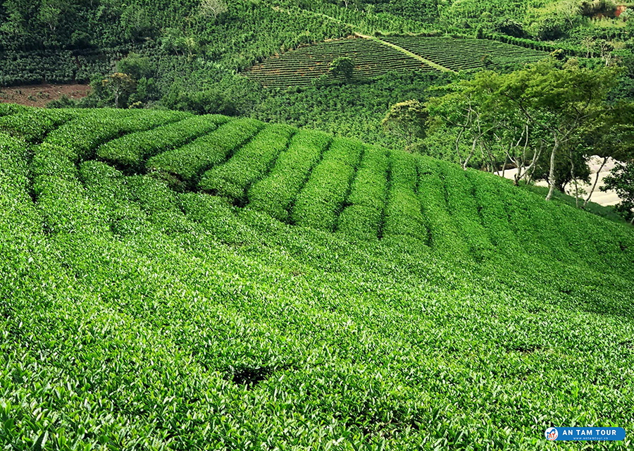 Đồi chè Cầu Đất