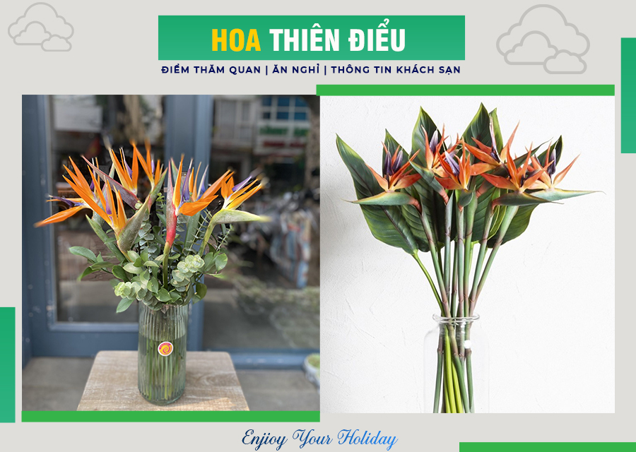 Hoa Thiên điểu