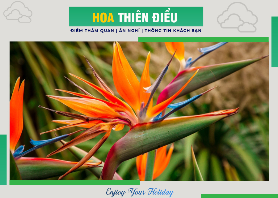 Hoa Thiên điểu