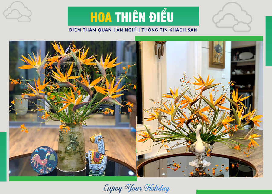 Hoa Thiên điểu