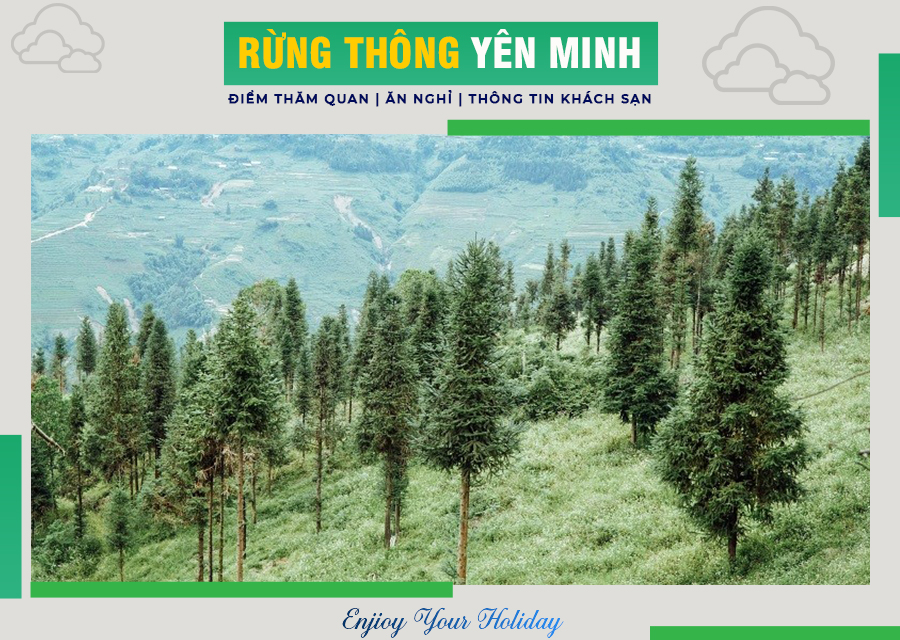 Rừng thông Yên Minh