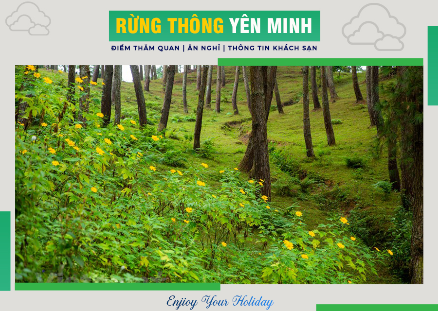 Rừng thông Yên Minh