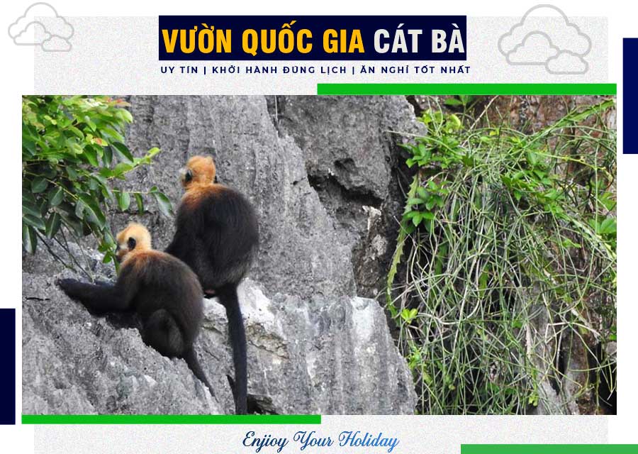 Vườn Quốc Gia Cát Bà