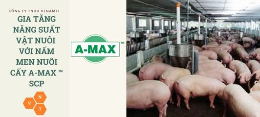 Gia tăng năng suất vật nuôi với nấm men nuôi cấy A-MAX ™ SCP
