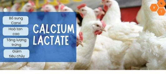 Calcium Lactate 98%