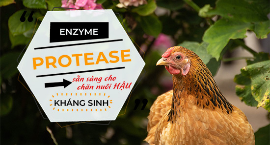 PROTEASE: CÔNG CỤ ĐẦY HỨA HẸN GIÚP GIẢM THIỂU TỔN THẤT GÂY RA DO CHỨNG VIÊM RUỘT HOẠI TỬ