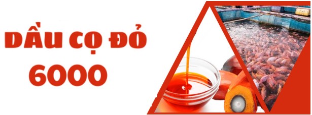 Dầu Cọ Đỏ 6000 - Giải pháp cung cấp năng lượng và các dưỡng chất từ trái cọ