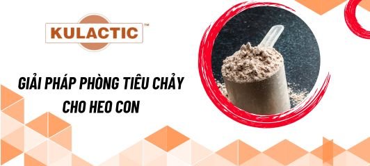 Cân bằng lactose - kiểm soát tiêu chảy trên heo con với kulactic