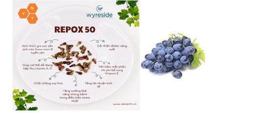 Ứng dụng Polyphenol trong phòng và trị bệnh trên gia cầm
