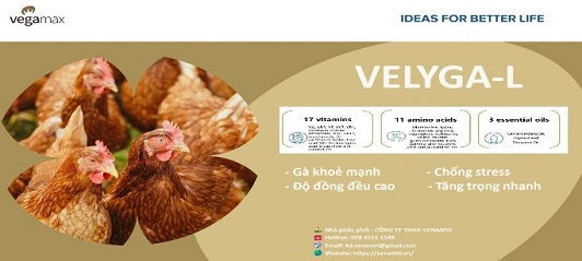 VELYGA-L- GÀ KHỎE MẠNH, ĐỘ ĐỒNG ĐỀU CAO