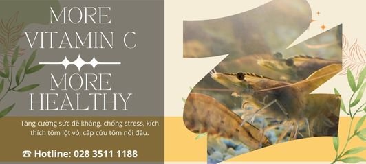 VITAMIN C - TĂNG CƯỜNG SỨC ĐỀ KHÁNG, CHỐNG STRESS, KÍCH THÍCH LỘT VỎ TRÊN TÔM