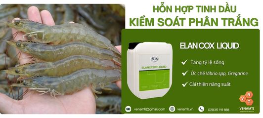 ELAN COX LIQUID: Giải Pháp Tinh Dầu Kiểm Soát Phân Trắng trên Tôm