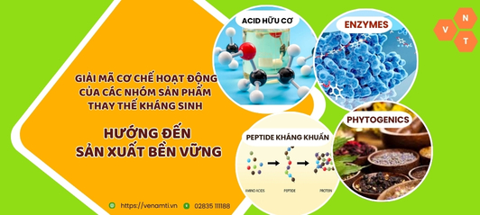 Hướng Tới Sản Xuất Không Kháng Sinh: Top 4 Nhóm Sản Phẩm Thay Thế Hiệu Quả Nhất