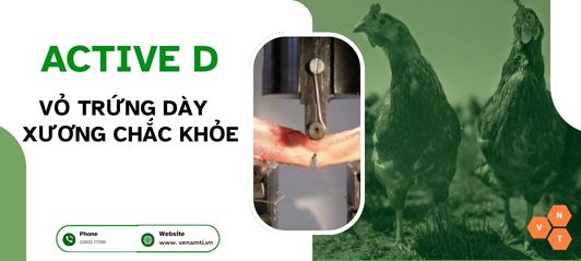 Active D - Bí quyết vàng cho trứng chắc vỏ, gà khỏe mạnh