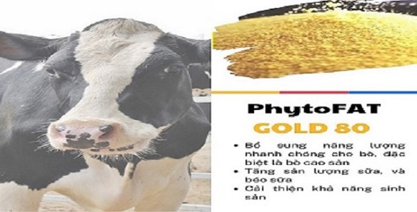Phtytofat 80 - Tăng năng lượng và sản lượng sữa