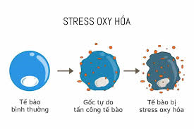 Vitanox sủ dụng trong chan nuôi để chống oxy hóa nhờ vào các polyphenol